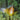 Anemonefish