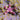 Coral Star